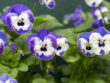 tropical flowering plants