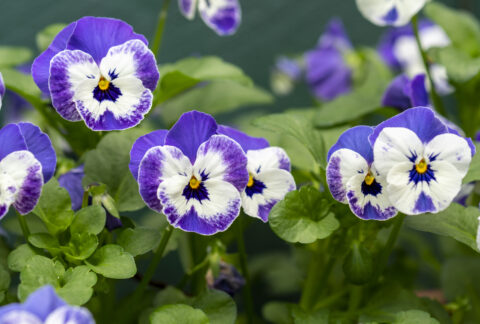 tropical flowering plants