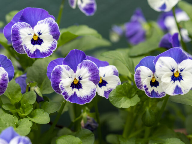 tropical flowering plants