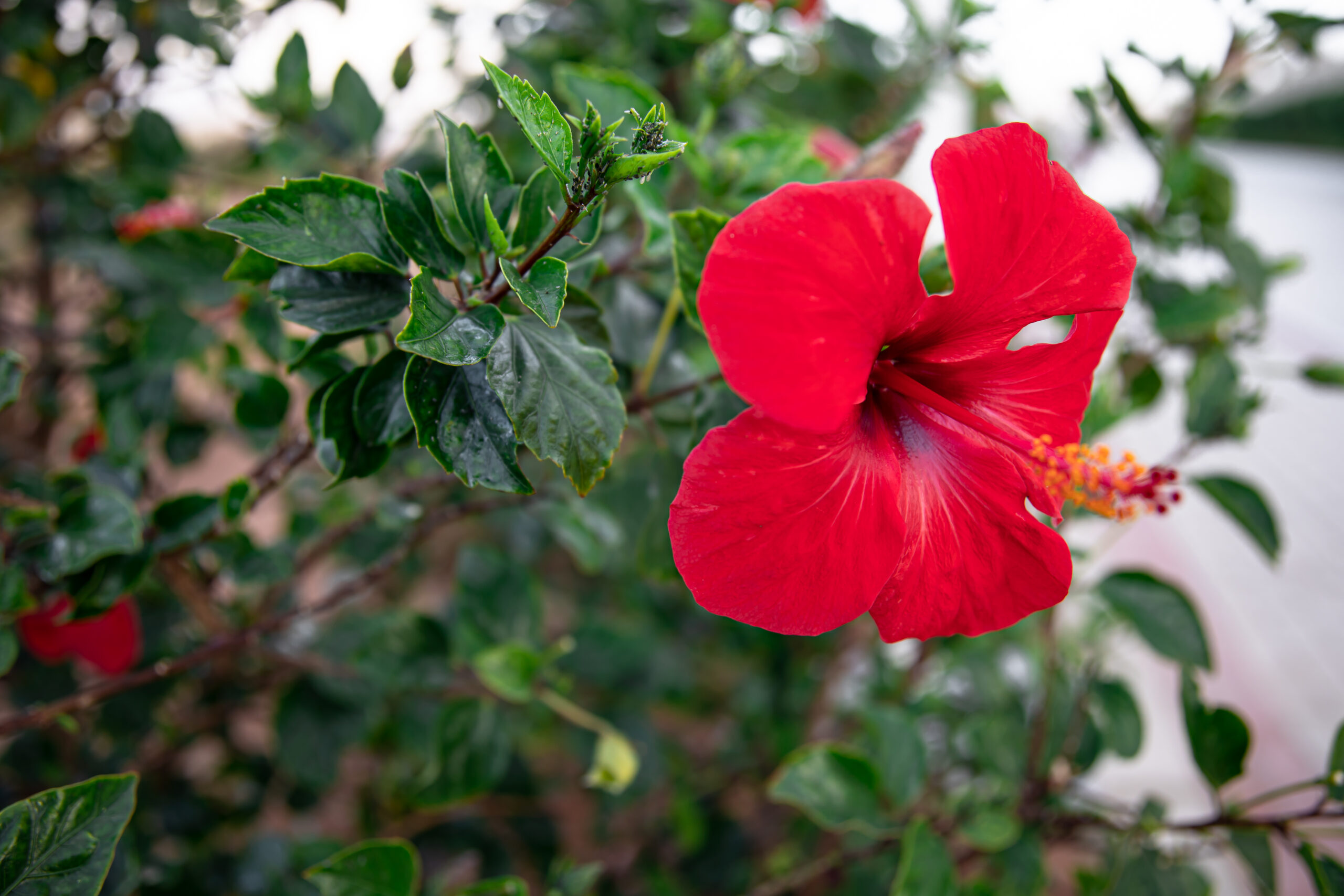 hibiscus