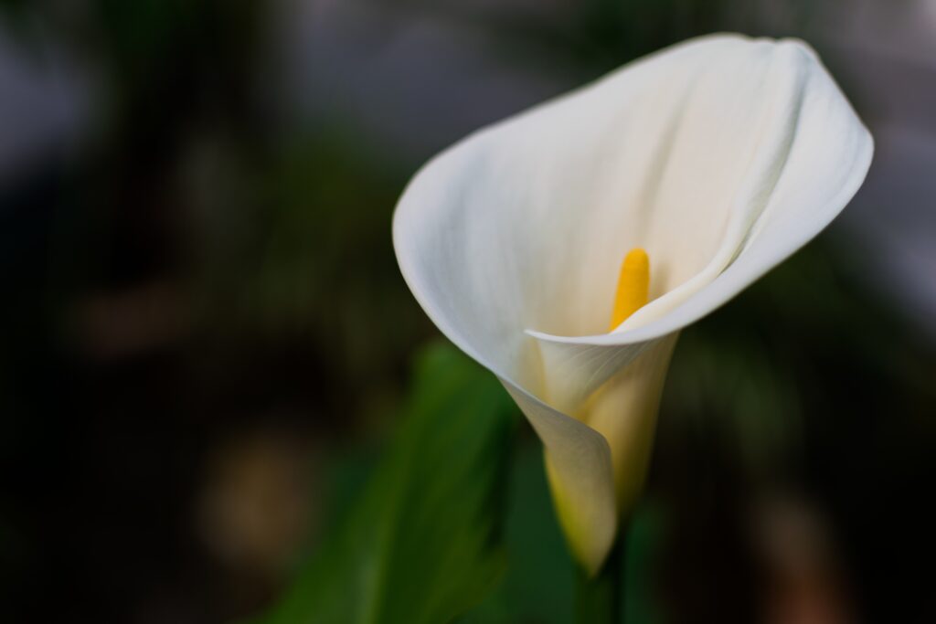 peace lily