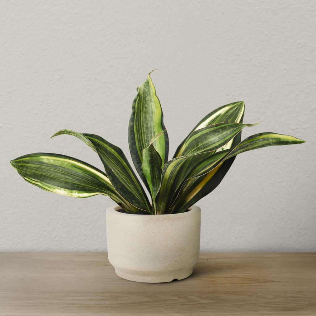 snake plant